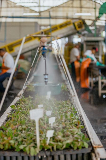 Veracel lança solução para ampliar a produtividade de seu viveiro de mudas 102