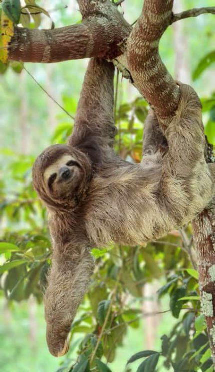 Programa "Amigos da Fauna" registra três anos de resultados em ações de educação ambiental 4