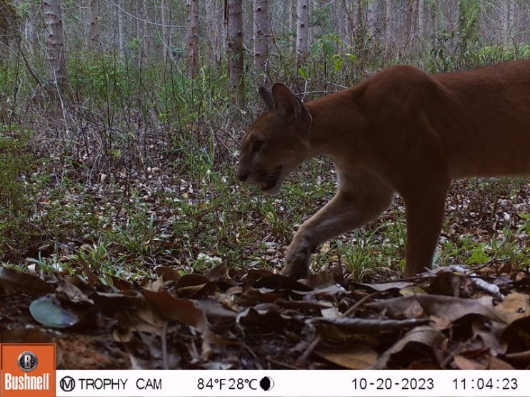 Instituto Pró-Carnívoros, ICMBio e Veracel destacam estudo sobre a importância dos remanescentes florestais nativos nas áreas da empresa 10