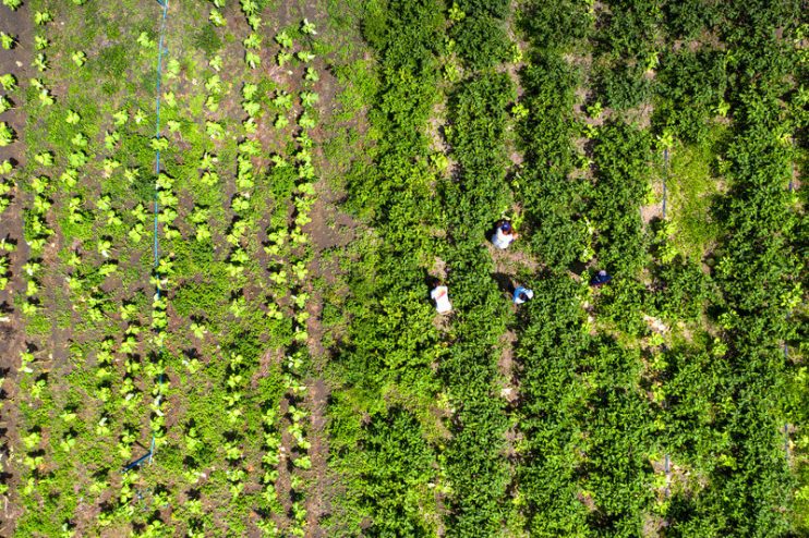 Agricultura familiar: Diálogo e parceria gerando colheitas 4