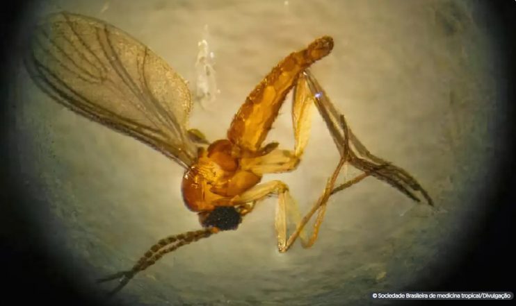 Saúde confirma óbito fetal por transmissão vertical de Oropouche Saúde confirma óbito fetal por transmissão vertical de Oropouche 4