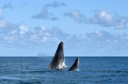 Quase 900 baleias são avistadas na rota de celulose entre Bahia e Espírito Santo nos primeiros meses da temporada reprodutiva de 2024 12