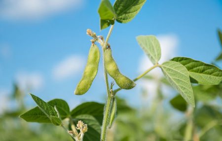 Manejo no início da safra de soja exige cuidados redobrados com a lavoura 12