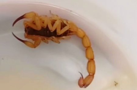 Eunápolis: Infestação de escorpiões preocupa moradores e acende alerta 9