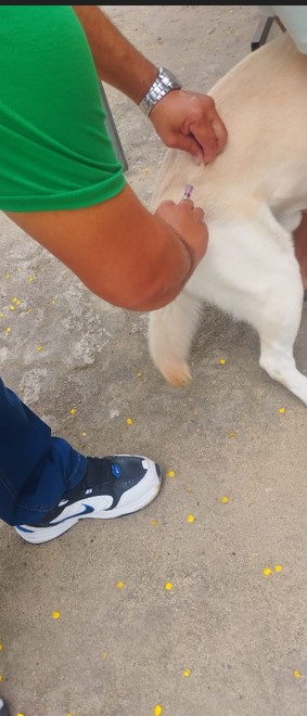 Primeira Feira de Adoção de Animais de Eunápolis supera expectativas com mais de 30 adoções em menos de 4 horas 11