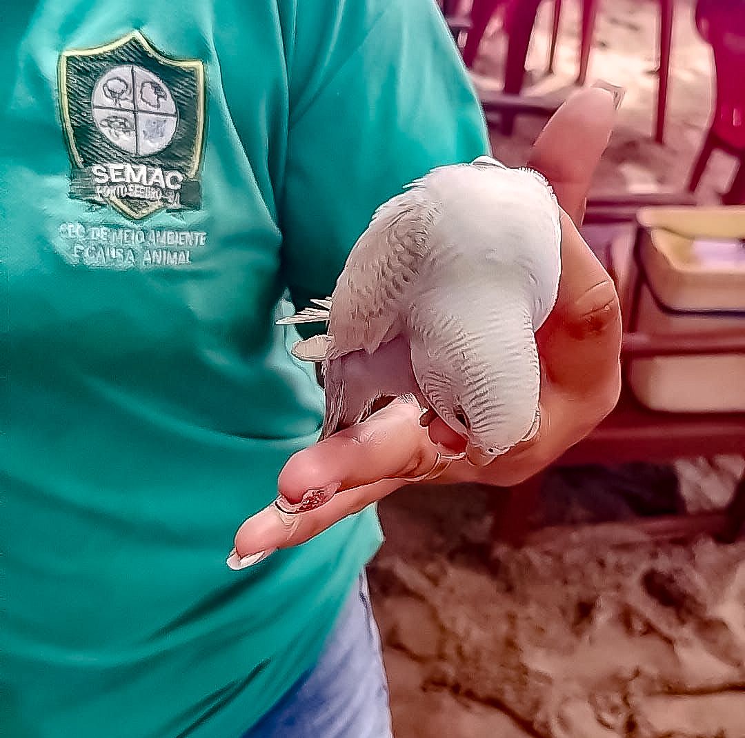 Semac reforça proteção à fauna silvestre em ação na orla de Arraial D’Ajuda 7