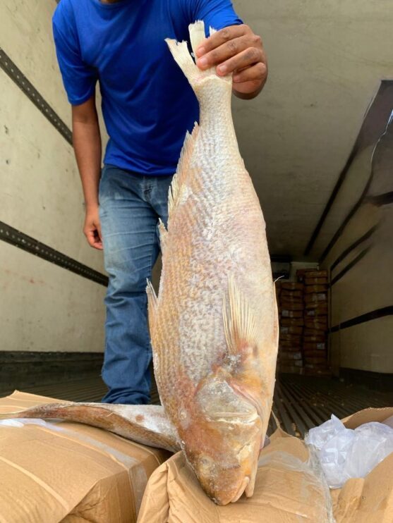 Prefeitura de Eunápolis distribui 20 toneladas de peixe para famílias em situação de vulnerabilidade 11