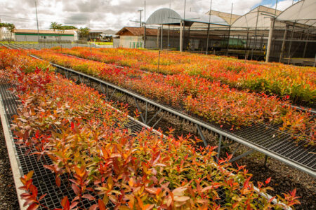 Veracel reduz em 80% o uso de defensivos agrícolas com controle biológico em viveiros de eucalipto 7