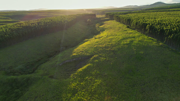 Veracel e Biomas anunciam projeto de restauração de florestas nativas 4