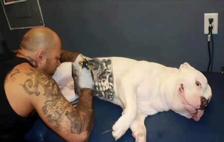 Presidente em exercício sanciona lei que proíbe tatuagens e piercings em cães e gatos 6