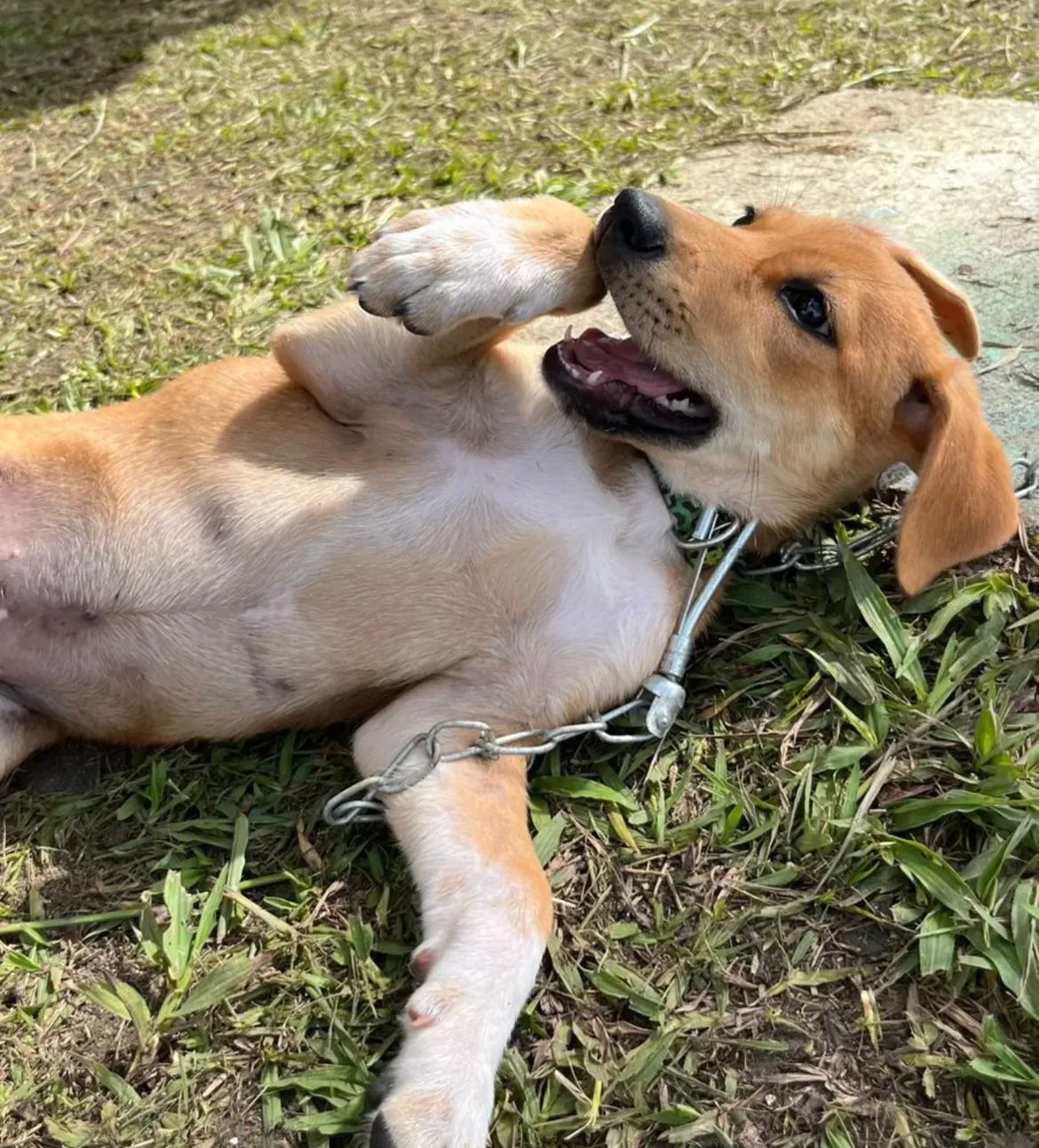 Sucesso marca a 2ª Feira de Adoção de Animais realizada em Eunápolis 5
