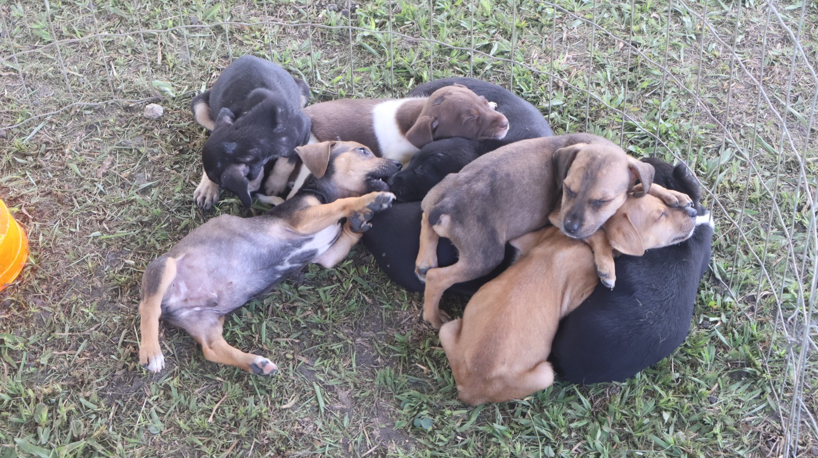 Sucesso marca a 2ª Feira de Adoção de Animais realizada em Eunápolis 9