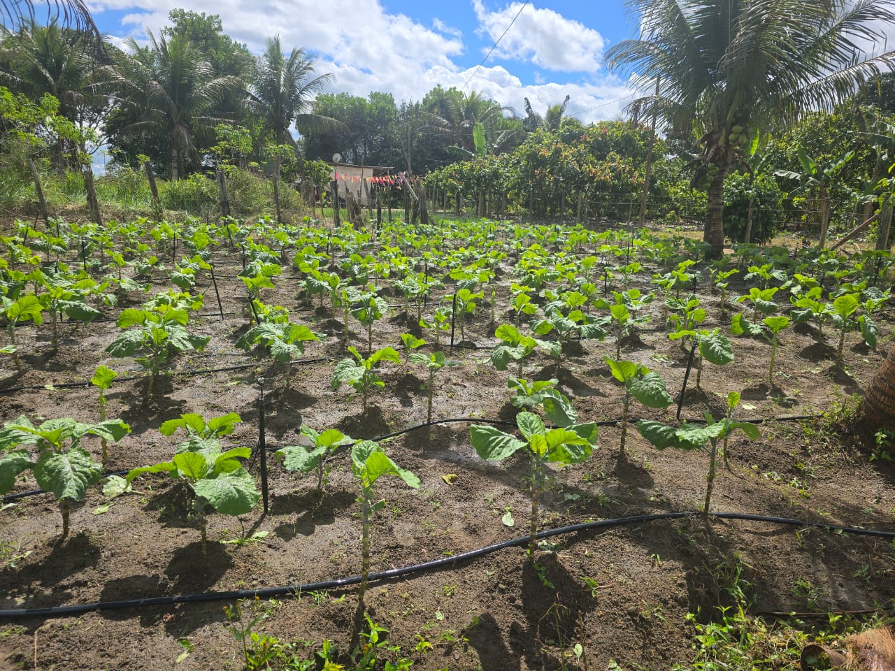 Prefeitura cadastra pequenos agricultores de Porto Seguro 34