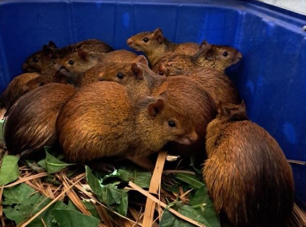 Ibama resgata 41 animais silvestres em churrascaria Ibama resgata 41 animais silvestres em churrascaria 13