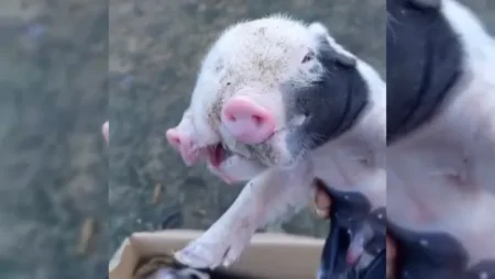 Filhote de porco nasce com dois focinhos em Feira de Santana 15