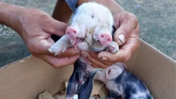 Filhote de porco nasce com dois focinhos em Feira de Santana 5