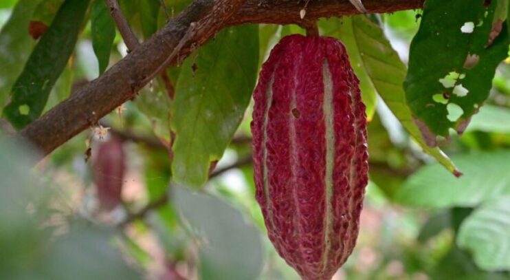 Equador pode desbancar Gana como segundo maior produtor mundial de cacau 4