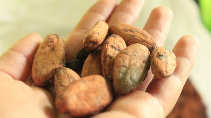 Preços do cacau caem diante de fundamentos técnicos frágeis e expectativa de maior produção Preços do cacau caem diante de fundamentos técnicos frágeis e expectativa de maior produção 6