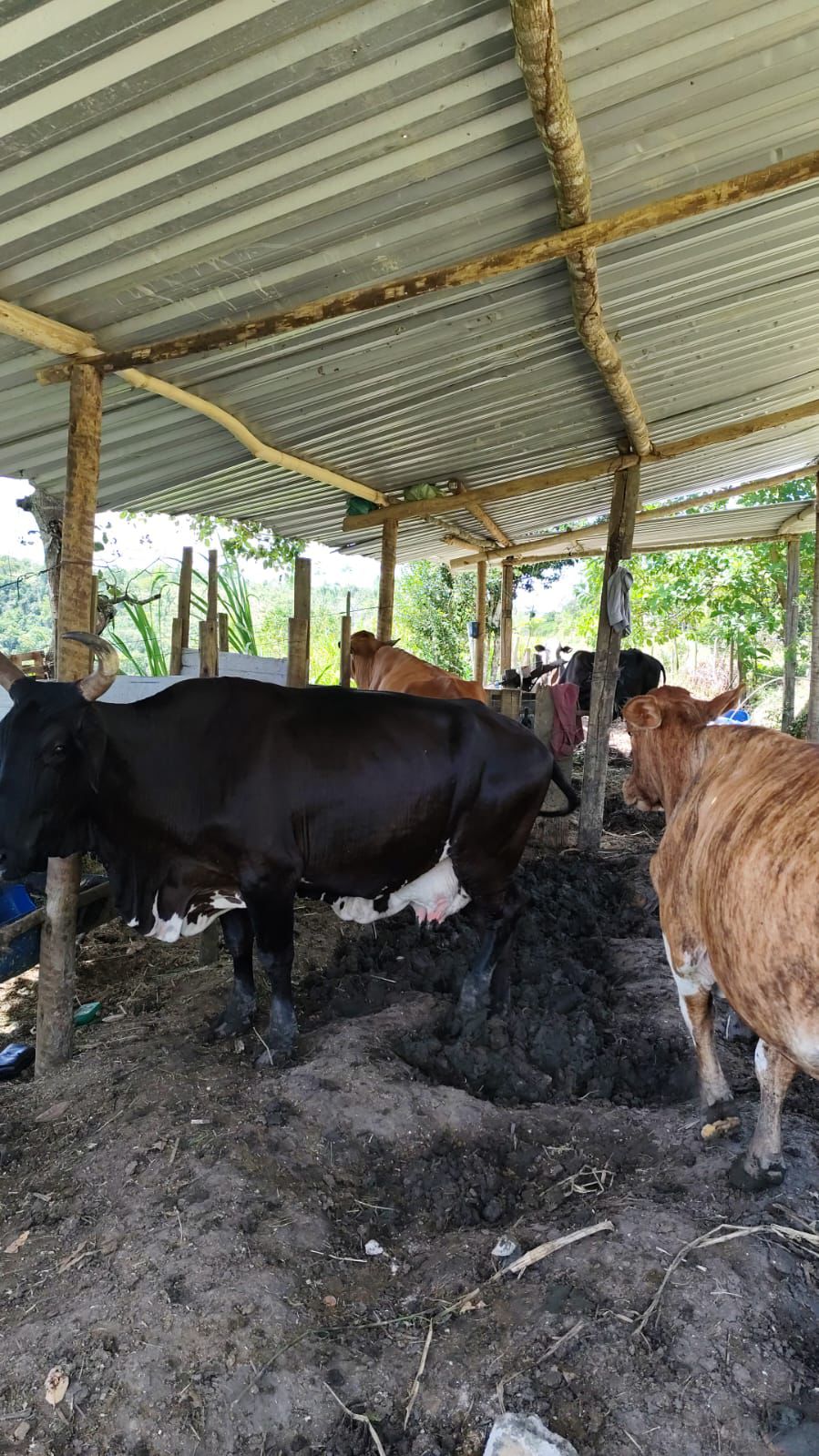 Pesquisa identifica produção de gado leiteiro em Porto Seguro 5