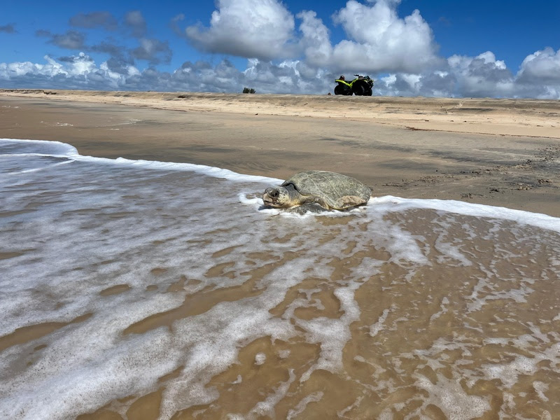 Primeira desova de tartaruga-marinha marca o início da temporada reprodutiva 5