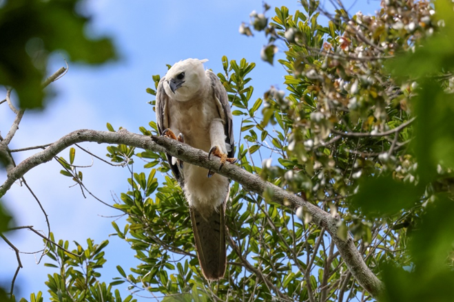 Filhote de ave rara recebe, pela primeira vez, monitoramento em tempo real por meio de GPS 5