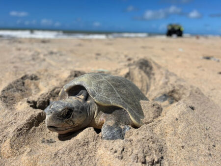 Primeira desova de tartaruga-marinha marca o início da temporada reprodutiva 9