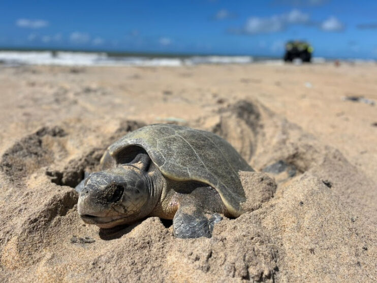 Primeira desova de tartaruga-marinha marca o início da temporada reprodutiva 4