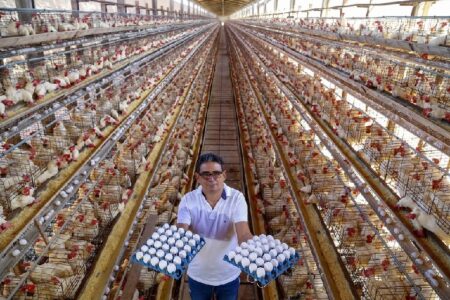 Eunápolis lidera produção de ovos na Bahia e puxa recorde histórico do estado 7