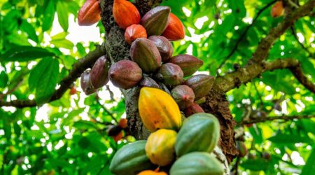 Queda internacional do cacau repercute no Brasil pressionando preços ao produtor Queda internacional do cacau repercute no Brasil pressionando preços ao produtor 6