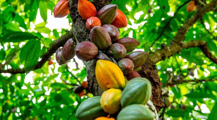 Queda internacional do cacau repercute no Brasil pressionando preços ao produtor 4