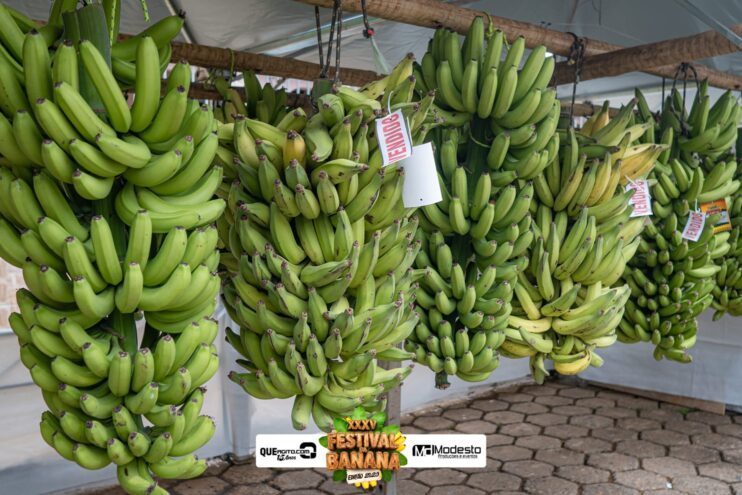 Marcos e Pablo agitam a última noite do Festival da Banana 2025 37