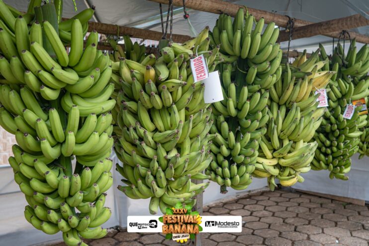 Marcos e Pablo agitam a última noite do Festival da Banana 2025 38