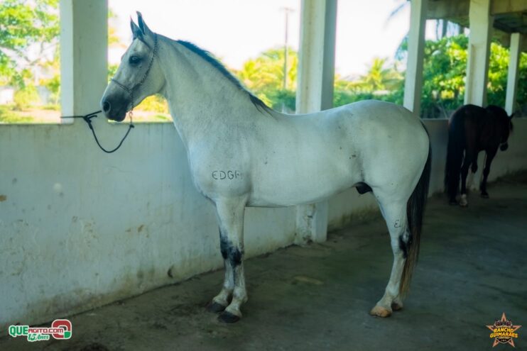 DSC_8881 Cavalgada do Rancho Guimarães 2025 reúne tradição e muita festa em Ilhéus 99