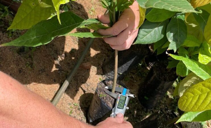 Substrato capixaba reduz em 50% o custo de produção de mudas de cacau 4