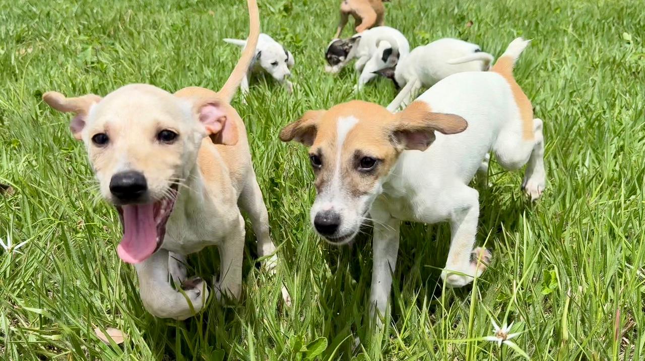 Prefeitura de Eunápolis destaca avanços da UVZ em 2025 5