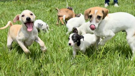 Eunápolis promove 2ª Feira PET com adoção de cães e gatos e serviços gratuitos 12