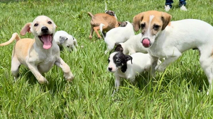 Eunápolis promove 2ª Feira PET com adoção de cães e gatos e serviços gratuitos 4