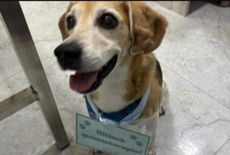 Novembro Azul: câncer de próstata também pode afetar pets 12