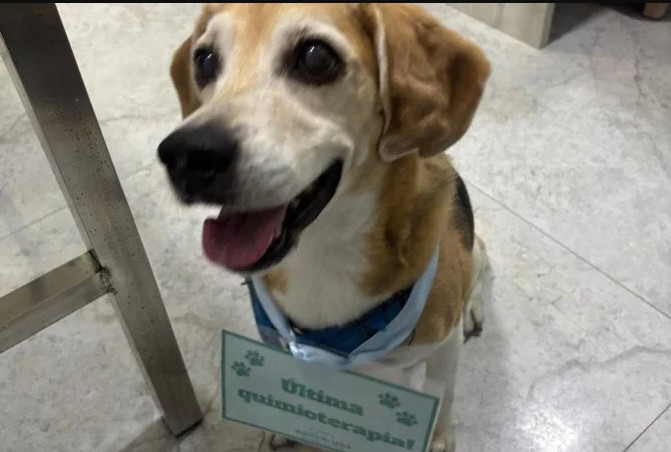 Novembro Azul: câncer de próstata também pode afetar pets 10