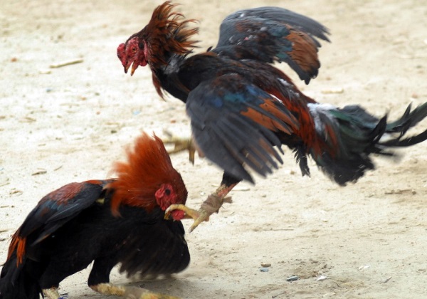 Polícia resgata 174 galos usados em rinhas durante operação no Recôncavo Baiano Polícia resgata 174 galos usados em rinhas durante operação no Recôncavo Baiano 4