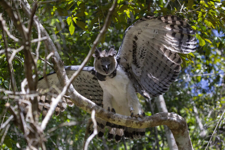 Conservação da Mata Atlântica no Sul da Bahia traz ganhos para a biodiversidade local 4