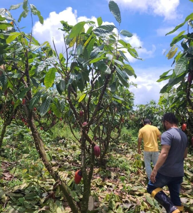 Projeto mostra que é possível produzir mais cacau com floresta em pé 4
