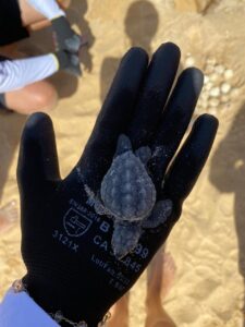 Orla Norte comemora 97 novos “nadadores”: nascem tartarugas-cabeçudas em ninho monitorado pela Semac Orla Norte comemora 97 novos “nadadores”: nascem tartarugas-cabeçudas em ninho monitorado pela Semac 1