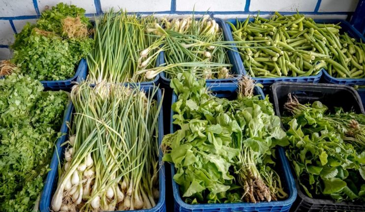 WhatsApp Image 2026-01-22 at 13.40.53 Porto Seguro: PAA beneficia agricultores da comunidade indígena 19