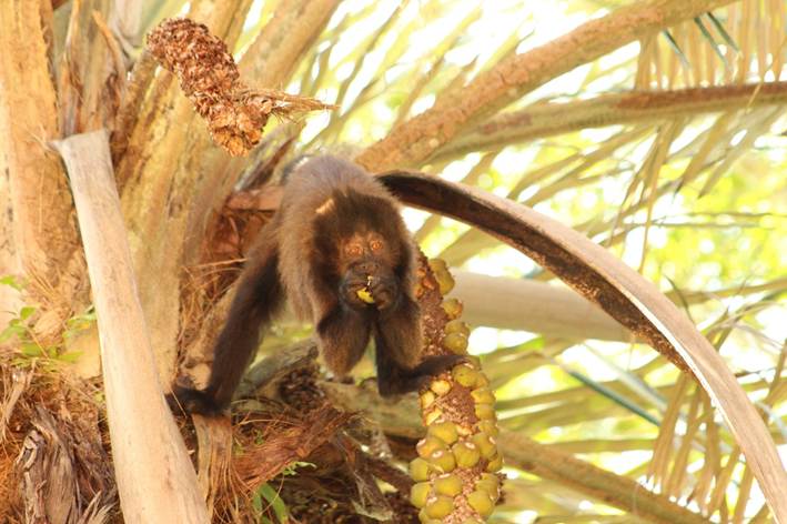 Estação Veracel reforça papel estratégico na conservação da Mata Atlântica no Dia Nacional das RPPNs 5