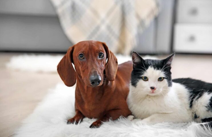 Porto Seguro realiza 1ª Feira de Adoção de 2026 com vacinação antirrábica 4