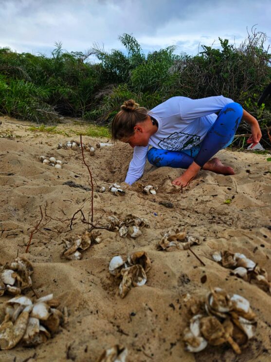 Tartaruga-de-pente: ninho monitorado eclode na praia de Ponta Grande Tartaruga-de-pente: ninho monitorado eclode na praia de Ponta Grande 4