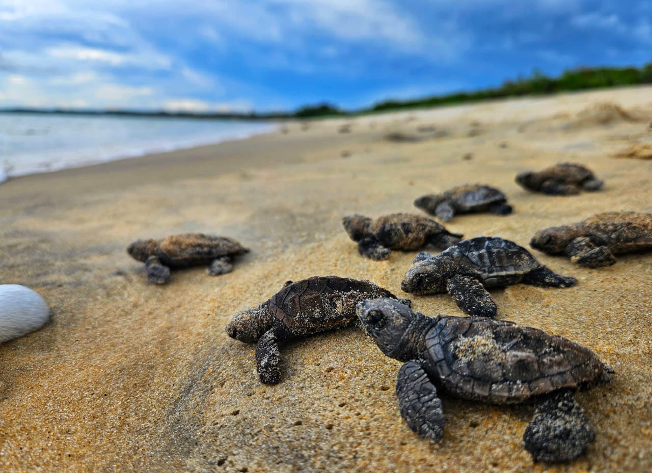 Tartaruga-de-pente: ninho monitorado eclode na praia de Ponta Grande 6