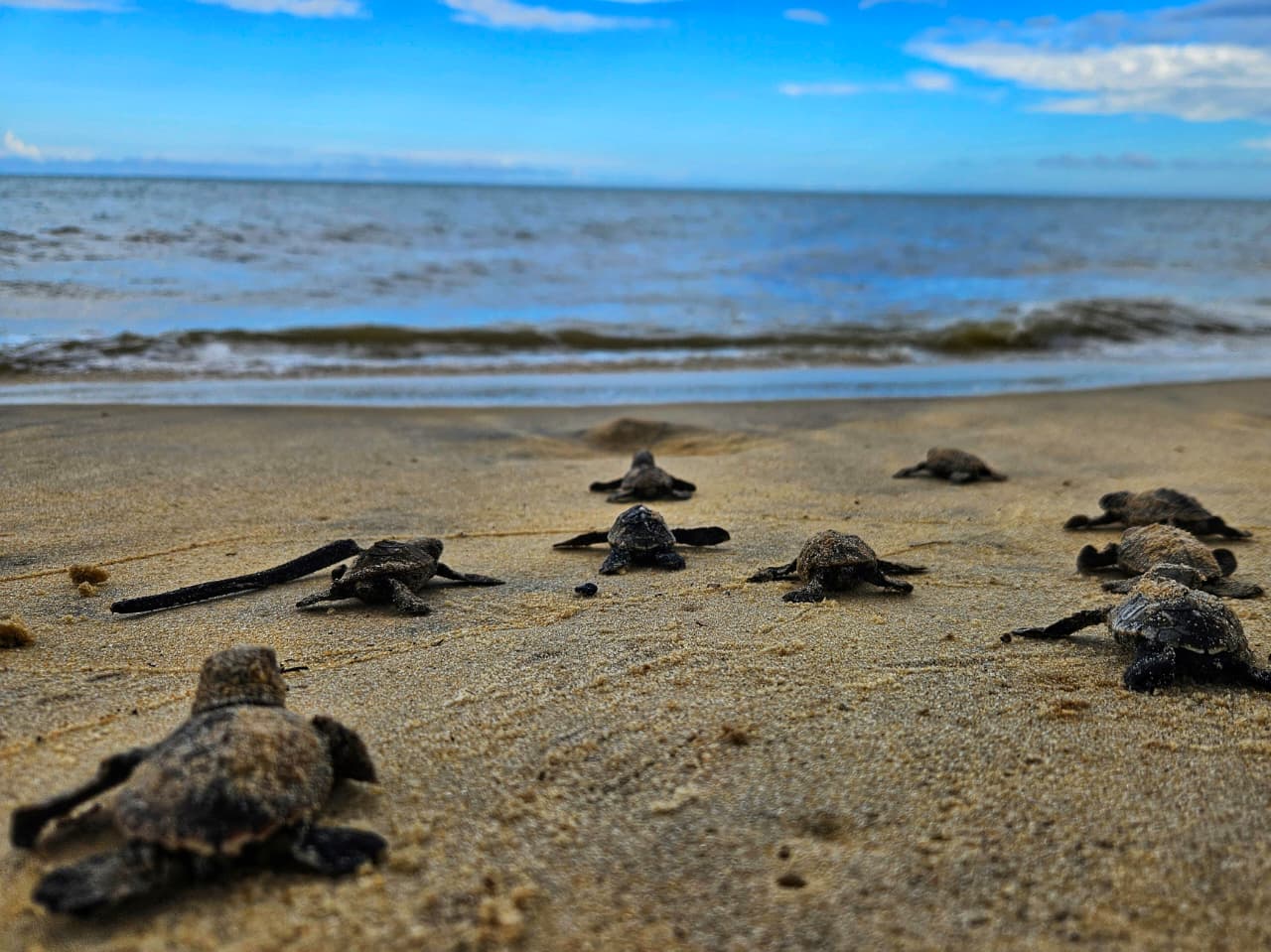 Tartaruga-de-pente: ninho monitorado eclode na praia de Ponta Grande 7