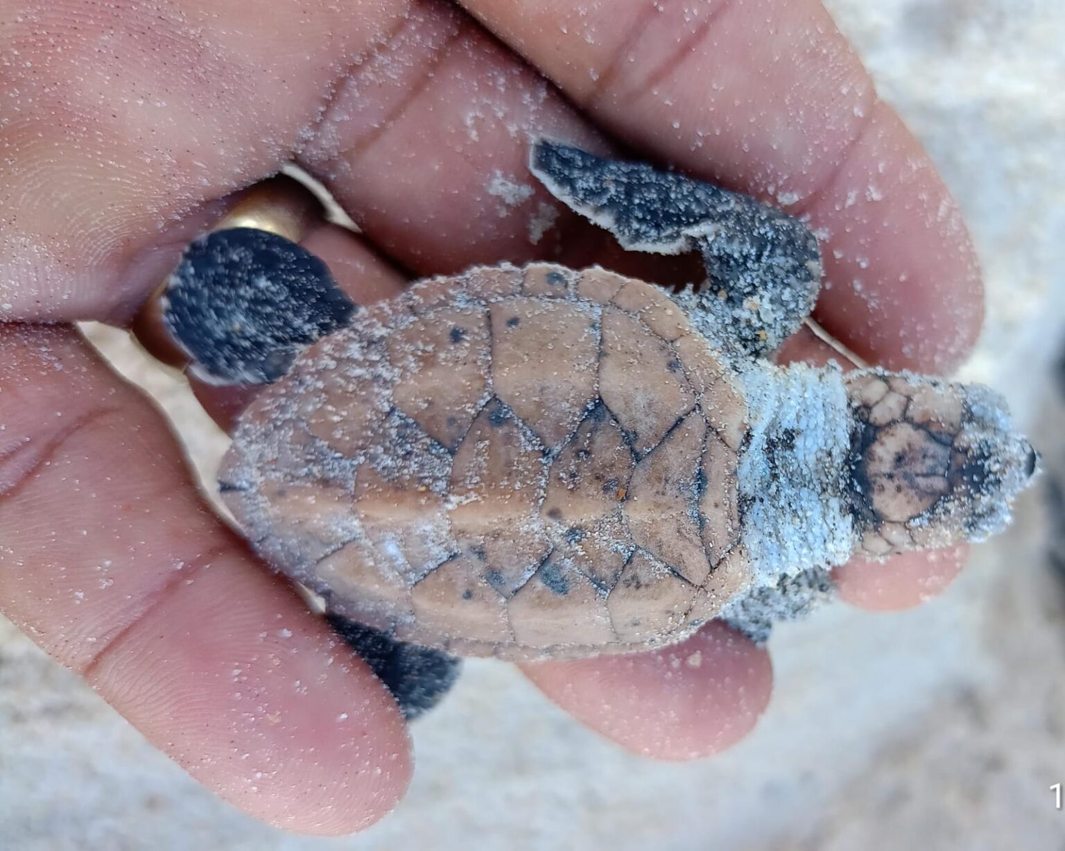 Nascimento de tartarugas reforça conservação na praia Patimirim em Trancoso 5
